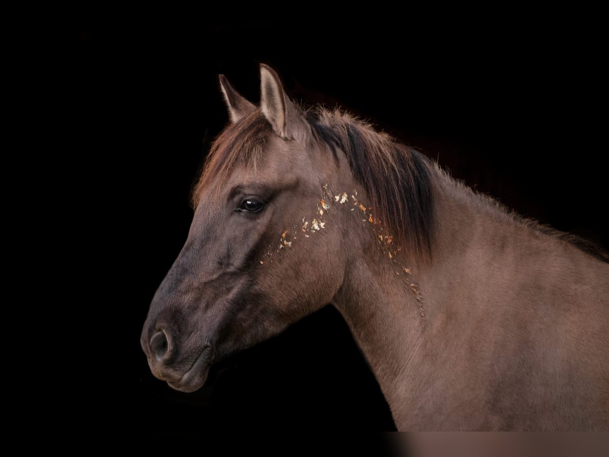 Konik Merrie 9 Jaar 142 cm in Wendelstein