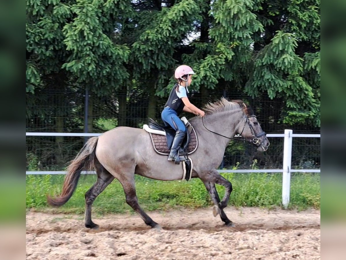 Konik polski Klacz 10 lat 147 cm Bułana in FORST