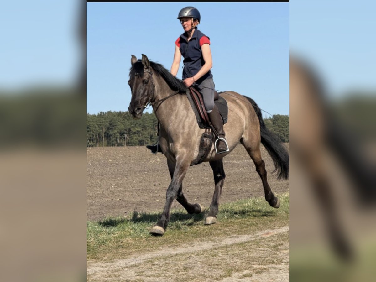 Konik polski Mix Klacz 15 lat 155 cm Bułana in Neuenkirchen