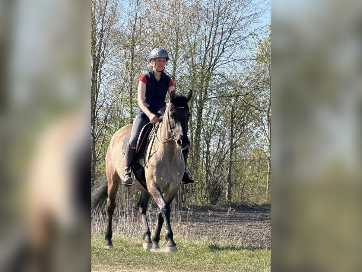Konik polski Mix Klacz 15 lat 155 cm Bułana in Neuenkirchen