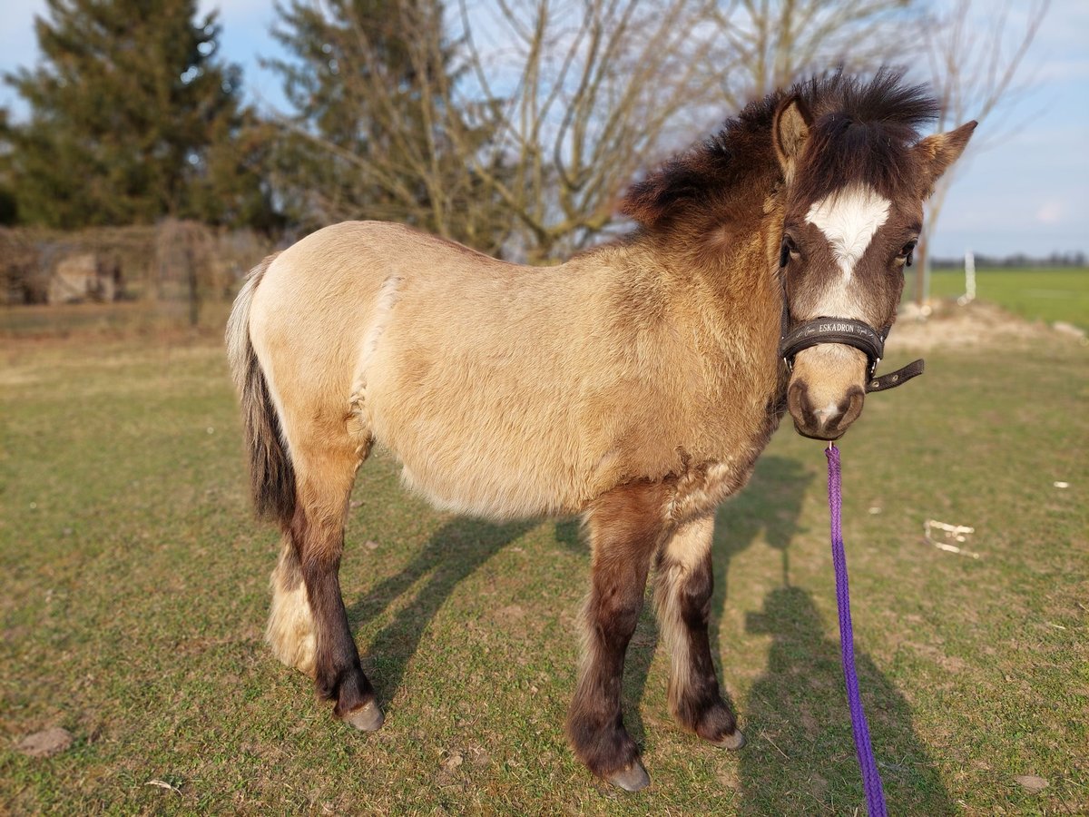 Konik polski Klacz 1 Rok Izabelowata in Karst&#xE4;dt