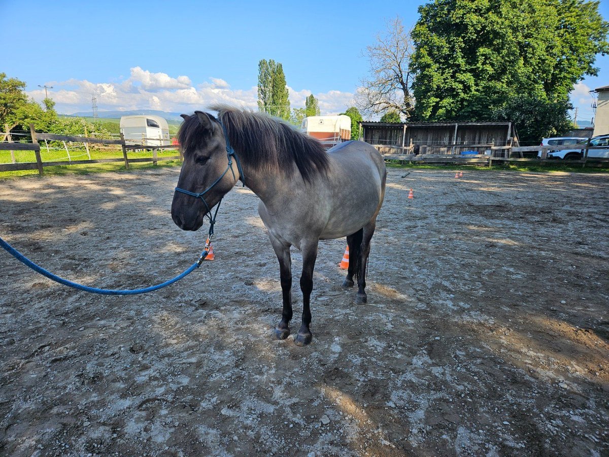 Konik polski Klacz 4 lat 134 cm Bułana in Bad Krozingen