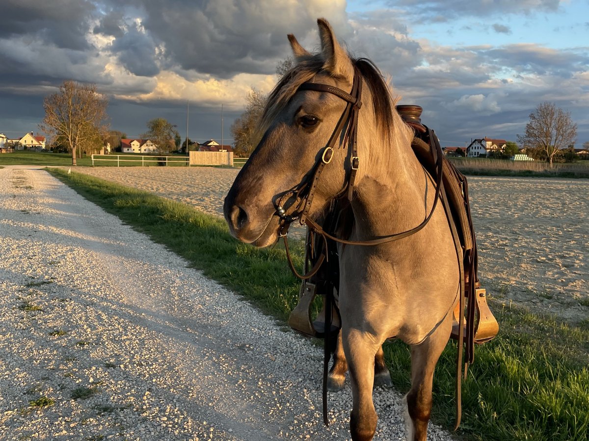 Konik polski Klacz 5 lat 133 cm Bułana in Salzburg