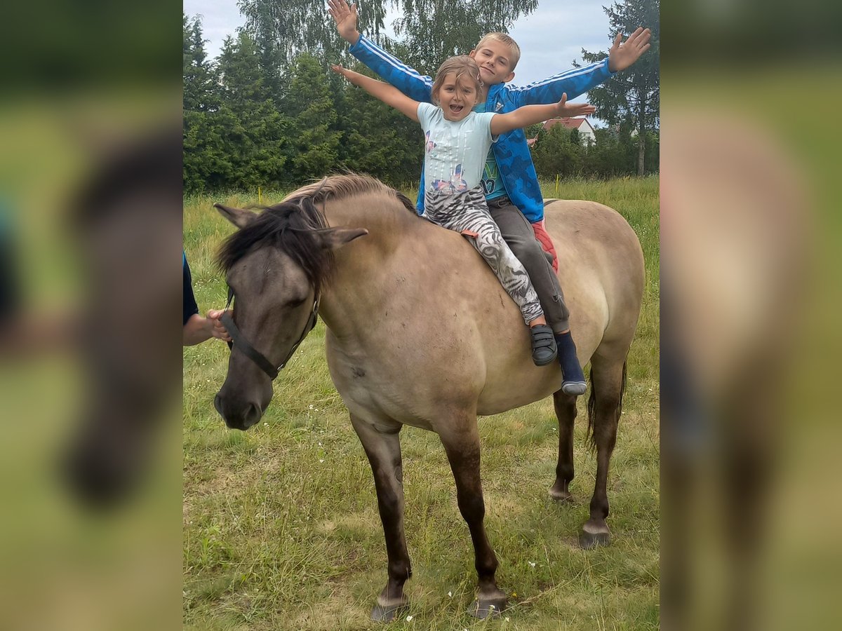 Konik polski Klacz 8 lat 140 cm in Gietrzwałd