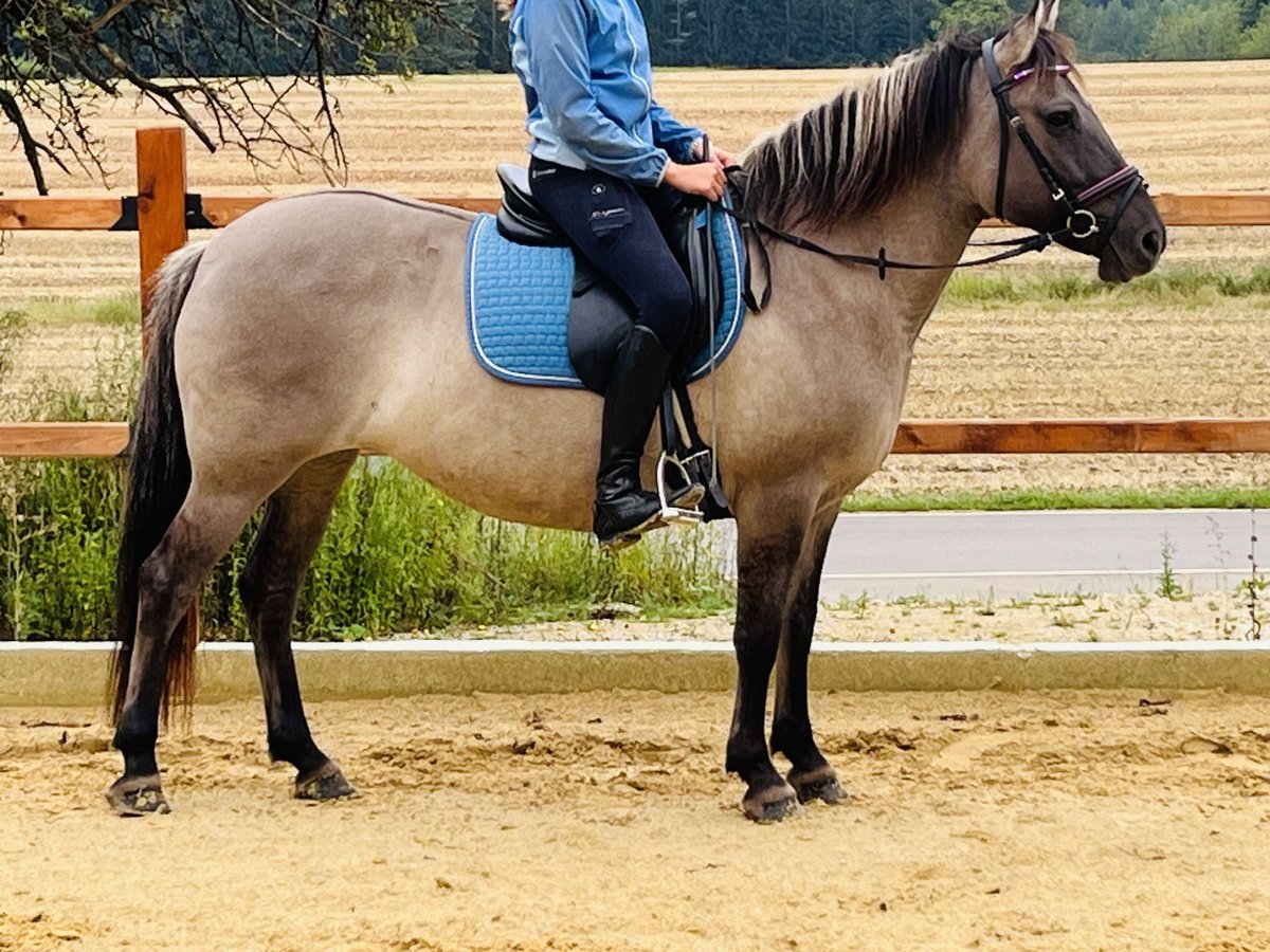 Konik polski Klacz 9 lat 147 cm Grullo in Ursensollen