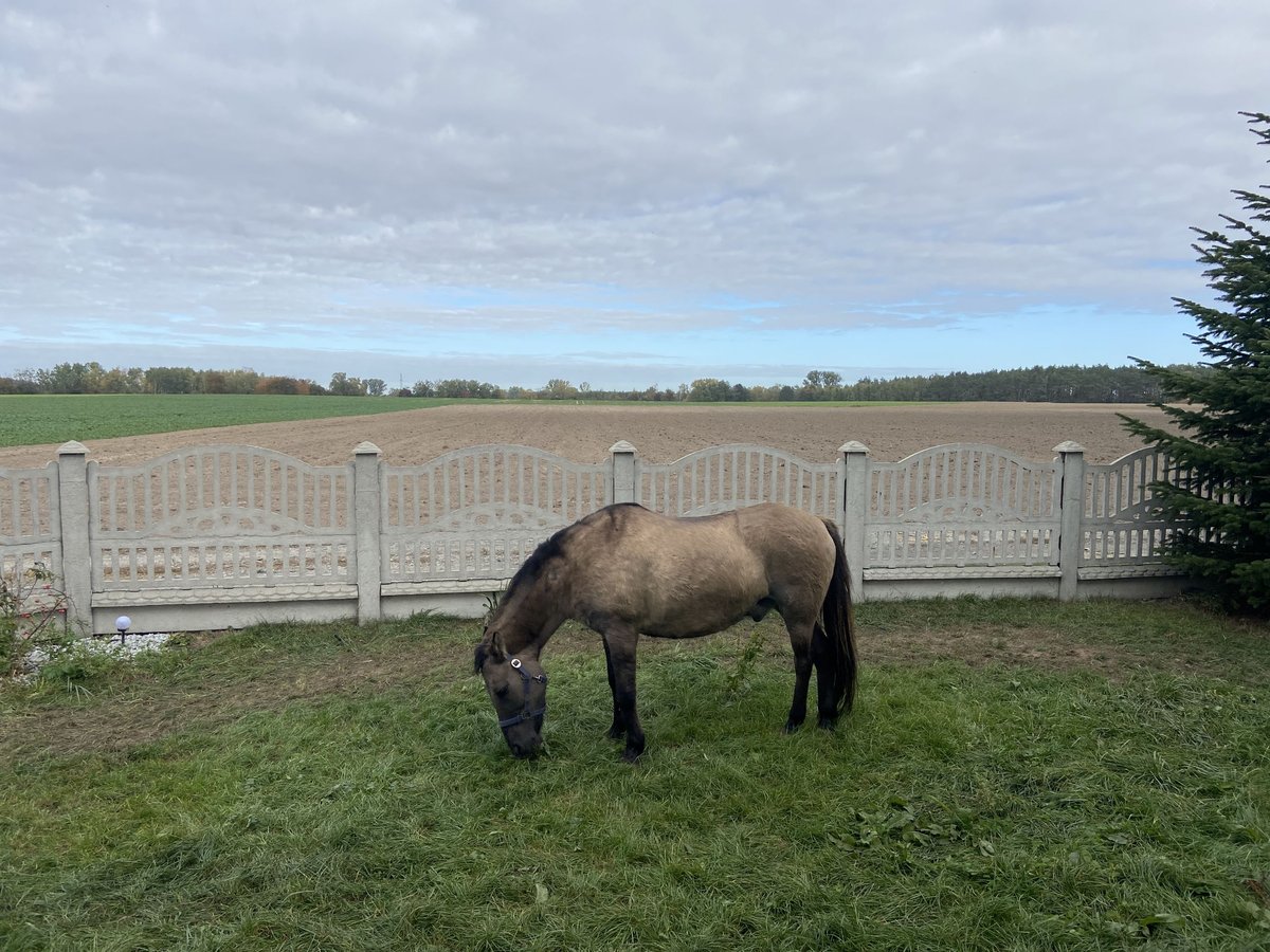Konik polski Mix Wałach 21 lat 145 cm in Kłecko