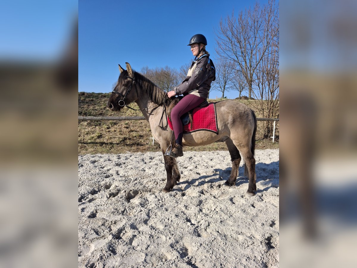 Konik polski Wałach 6 lat 145 cm Overo wszelkich maści in Kamenz