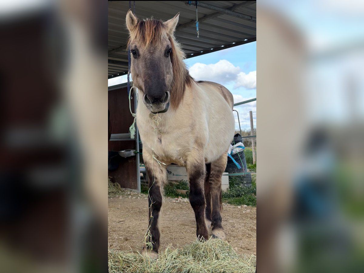 Konik polski Mix Wałach 10 lat 144 cm Grullo in Mallorca