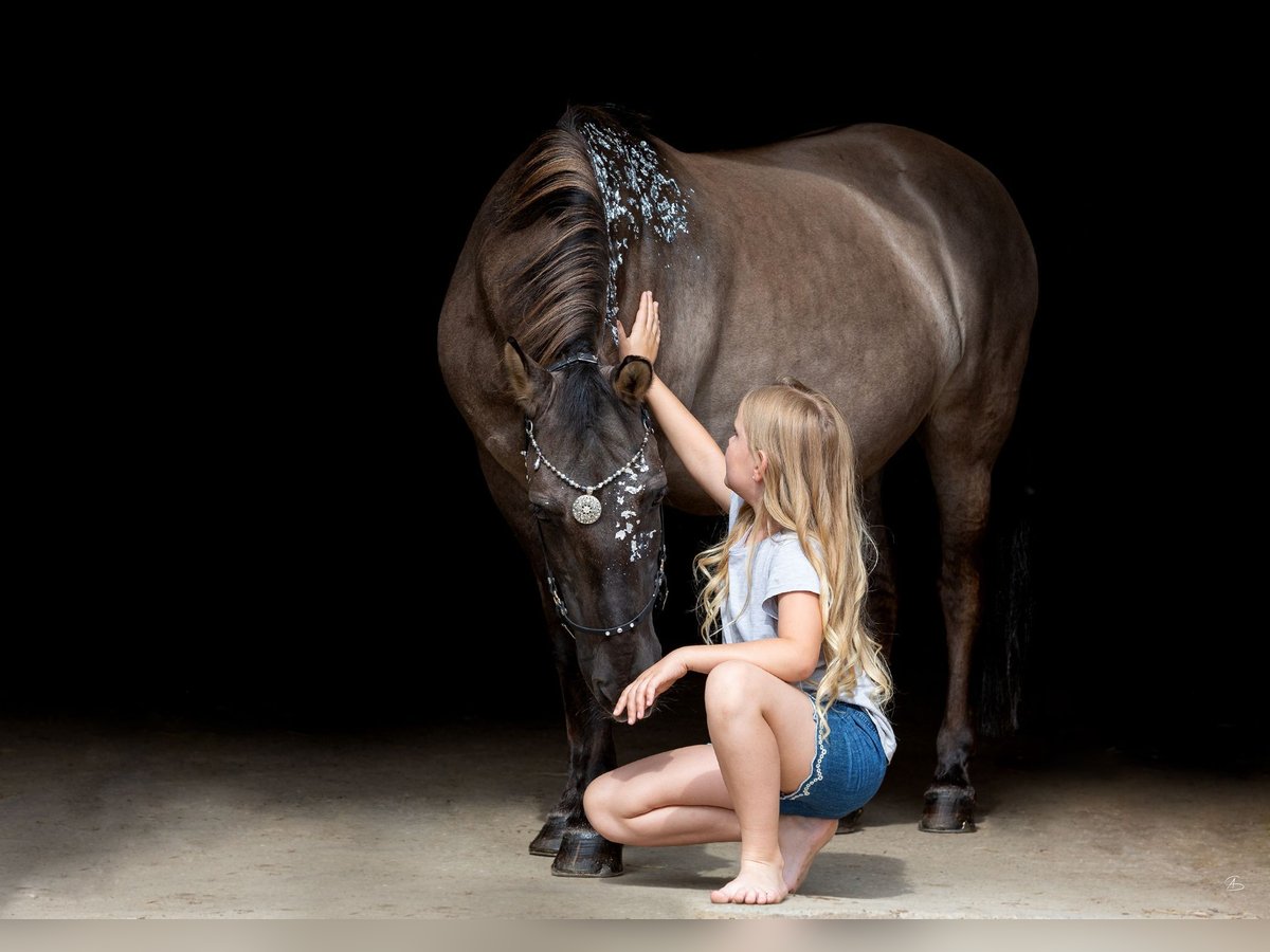 Konik polski Wałach 20 lat 133 cm in Weil am Rhein