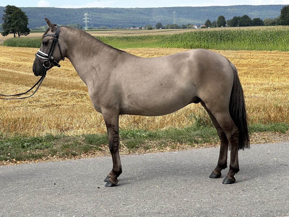 Konik polski Wałach 3 lat 135 cm Bułana in Riedlingen