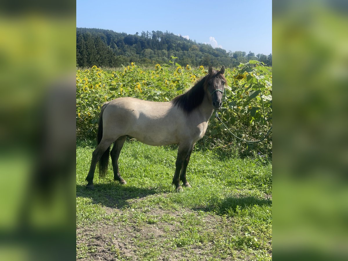 Konik polski Wałach 3 lat 139 cm Bułana in Fuchstal