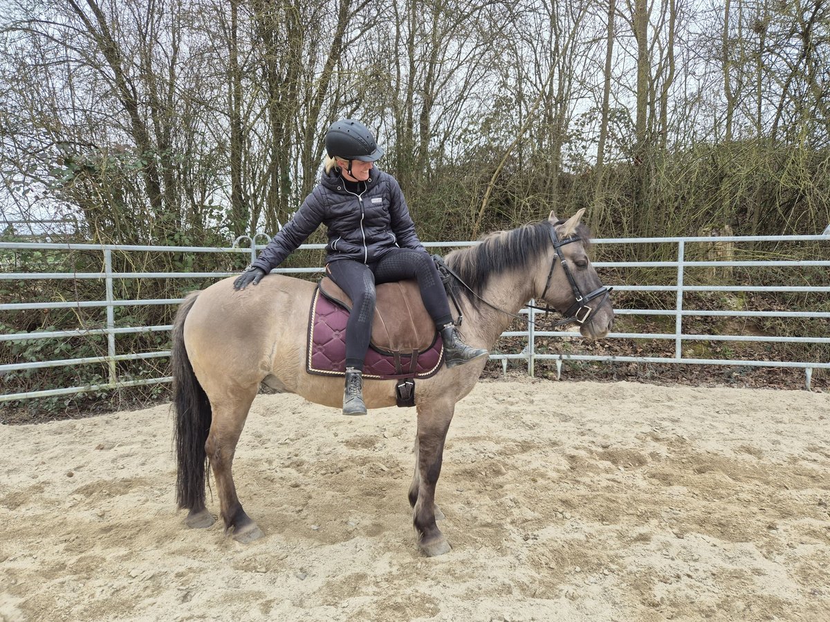 Konik polski Wałach 6 lat 139 cm Bułana in Bad Camberg