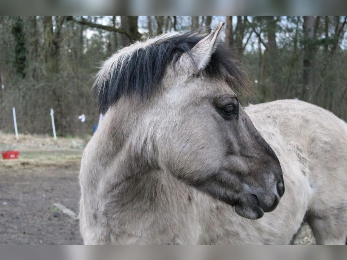 Konik polski Wałach 9 lat 142 cm Bułana in Wusterwitz