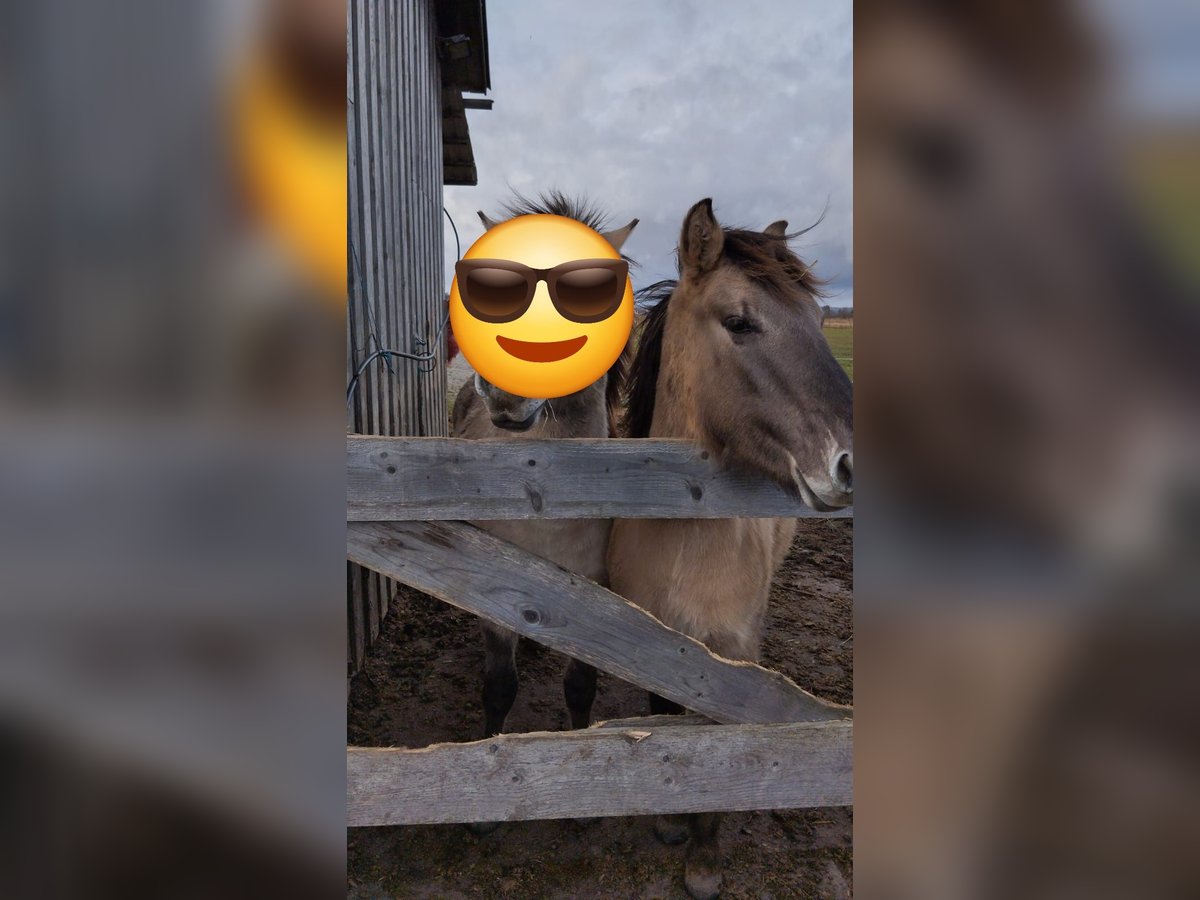 Konik Ruin 2 Jaar 135 cm in Bad Saulgau