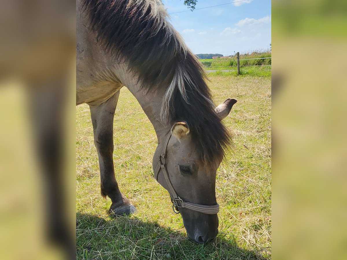 Konik Ruin 3 Jaar 135 cm Grullo in Syke