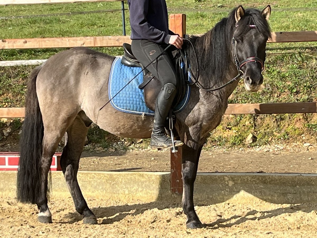 Konik Ruin 4 Jaar 134 cm Grullo in Ursensollen