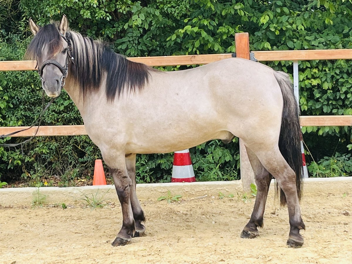 Konik Ruin 5 Jaar 144 cm Grullo in Ursensollen