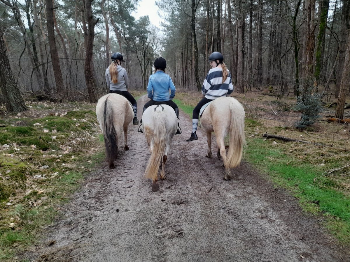 Konik Ruin 5 Jaar in Ommel