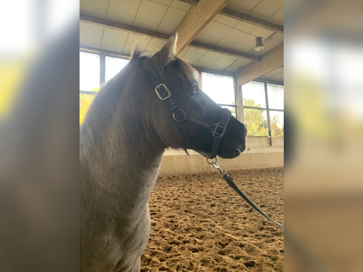 Konik Ruin 6 Jaar 135 cm Grullo in Niederzier