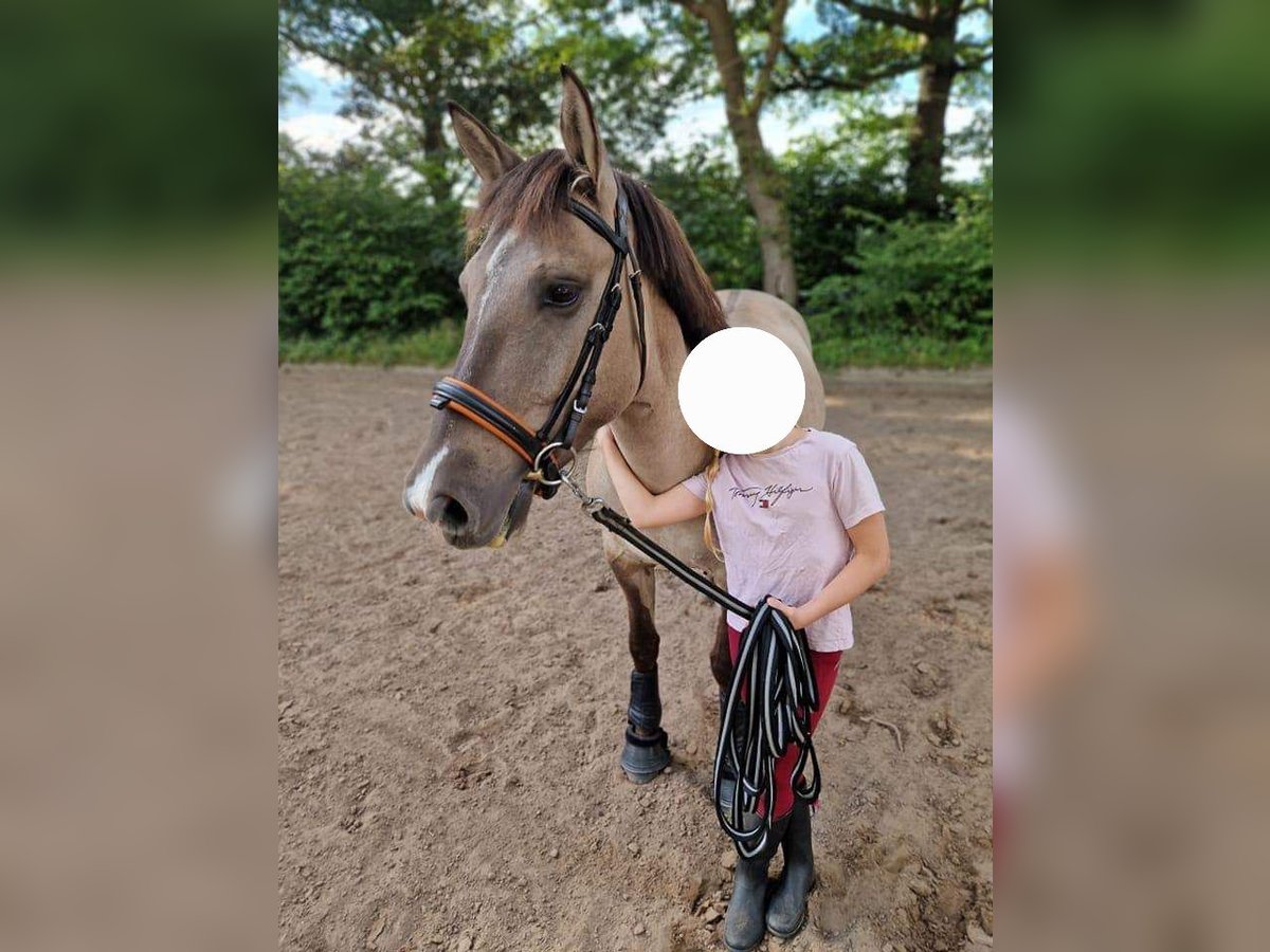 Konik Ruin 6 Jaar 140 cm Falbe in Pinneberg