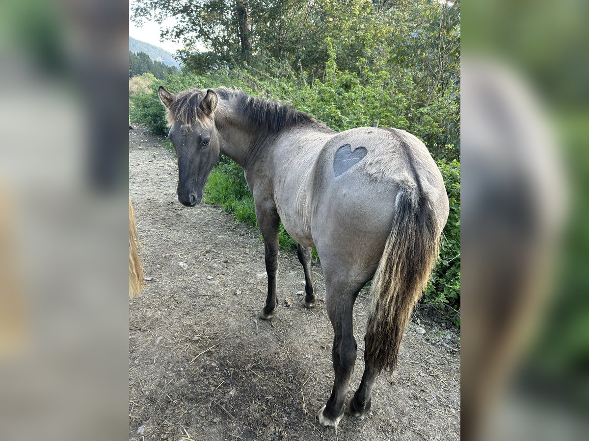 Konik Mestizo Semental Potro (03/2025) 140 cm Bayo in Gl&#xF6;dnitz