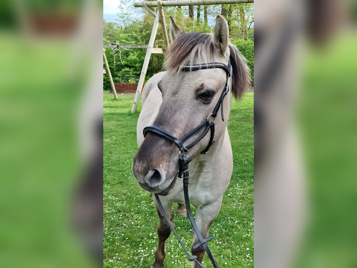 Konik Mix Stute 11 Jahre 135 cm Falbe in Essen (Oldenburg)