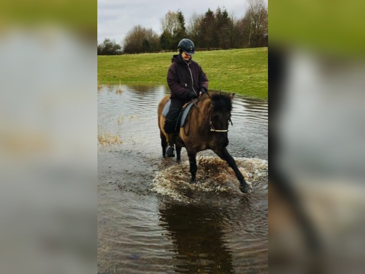 Konik Stute 11 Jahre 138 cm Falbe in Satrup