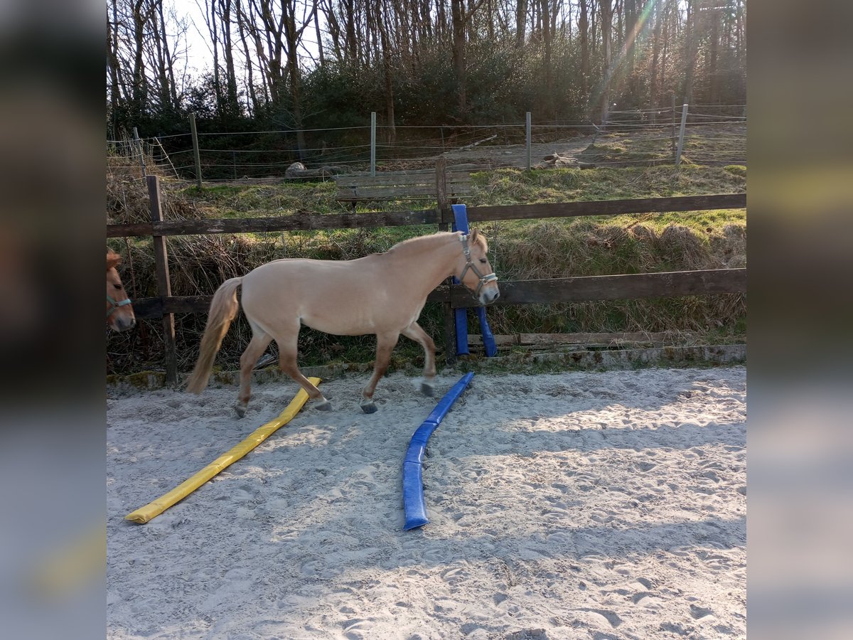 Konik Stute 11 Jahre 142 cm Champagne in Haltern am See Konik Stute 11 Jahre 142 cm Champagne in Haltern am See