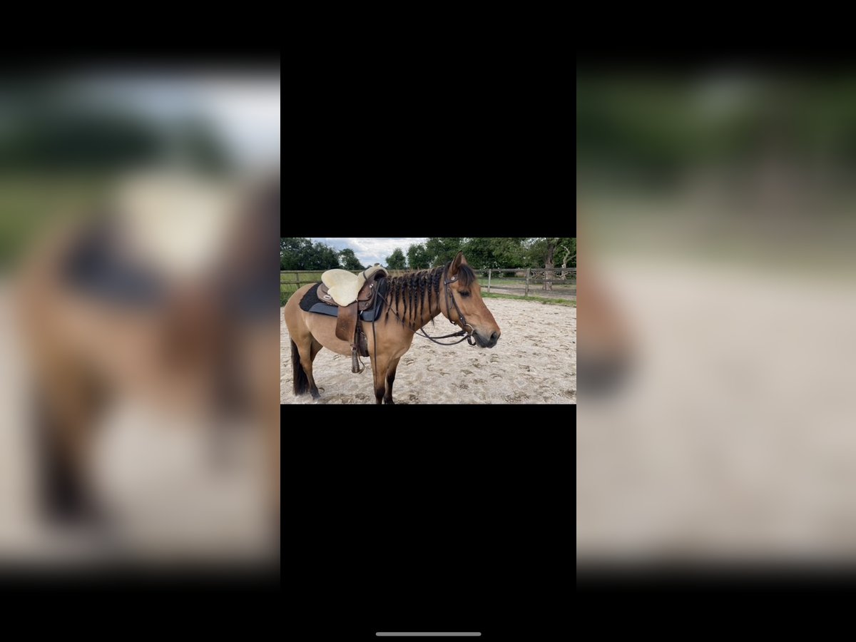 Konik Stute 11 Jahre 145 cm Falbe in Kamp-Lintfort