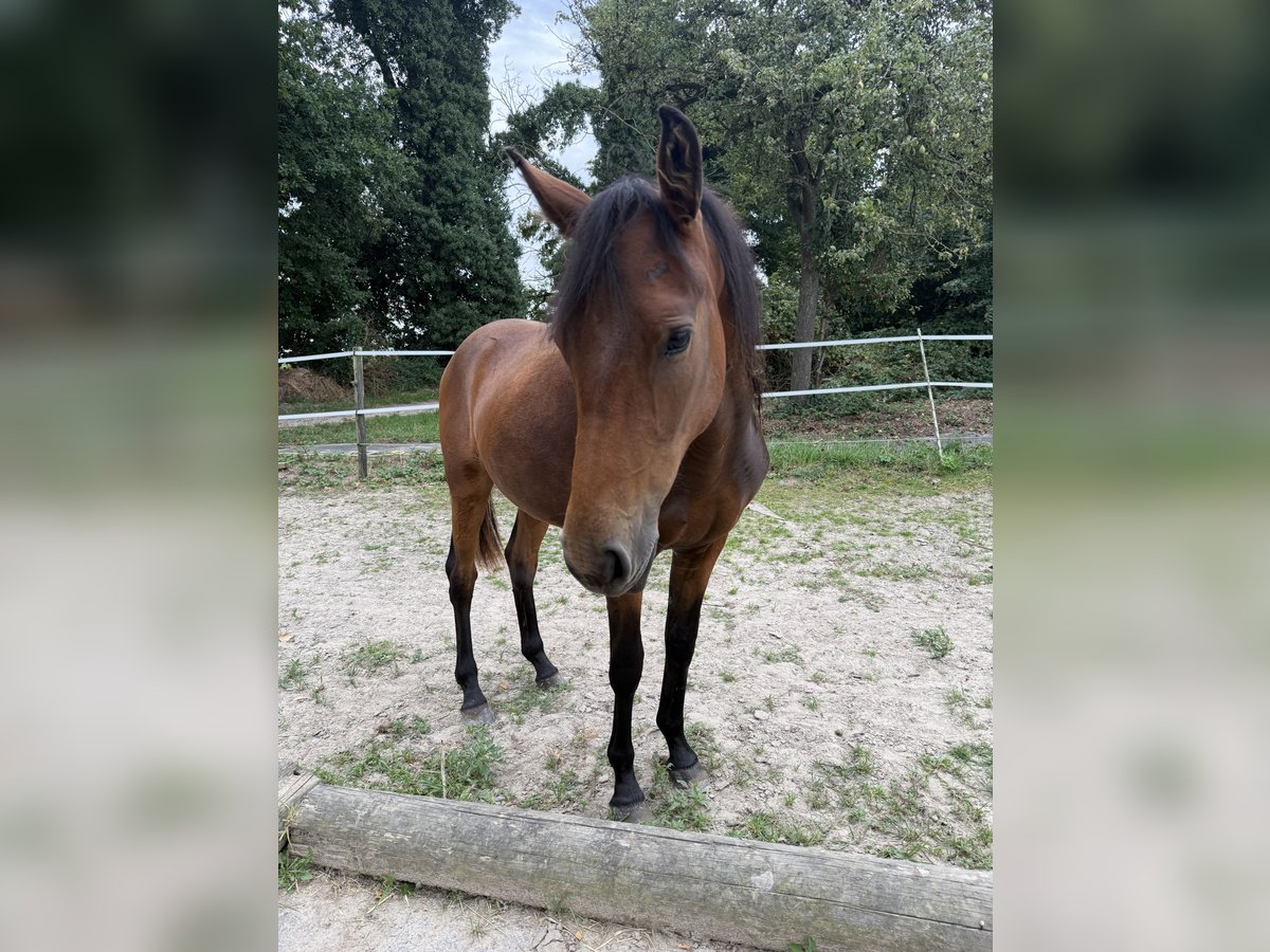Konik Mix Stute 1 Jahr 142 cm Schwarzbrauner in Neukirchen-Vluyn
