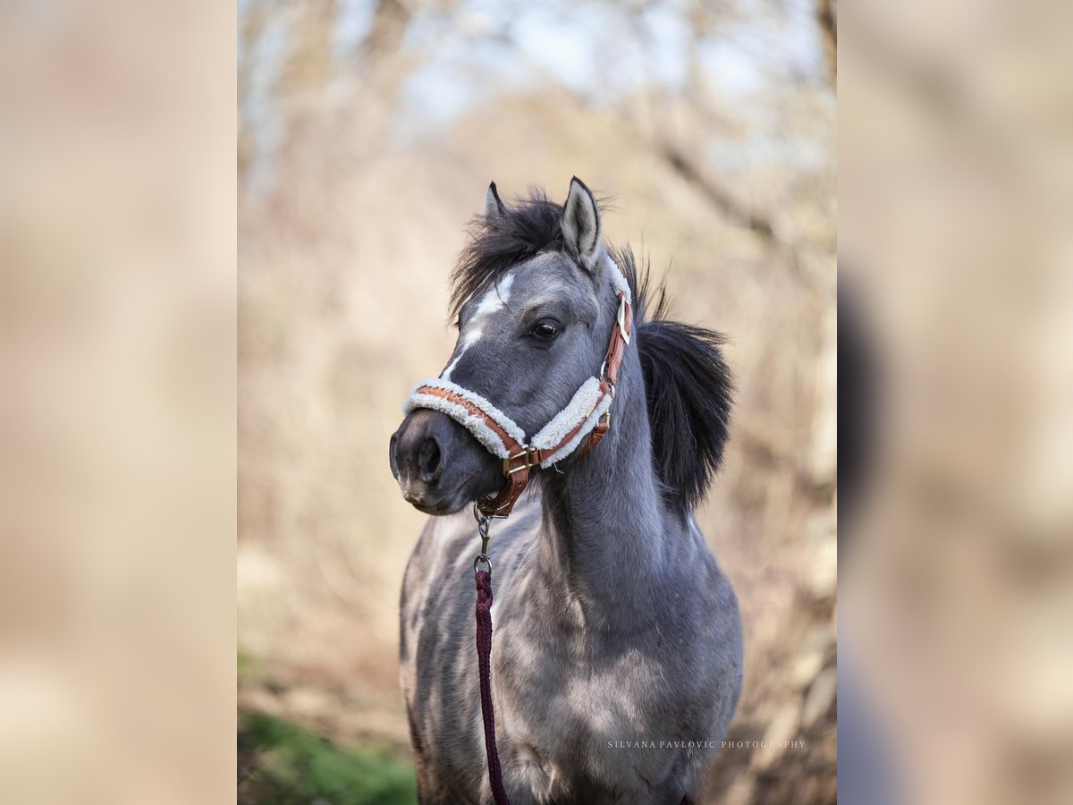 Konik Stute 2 Jahre 130 cm Schecke in Bruchsal