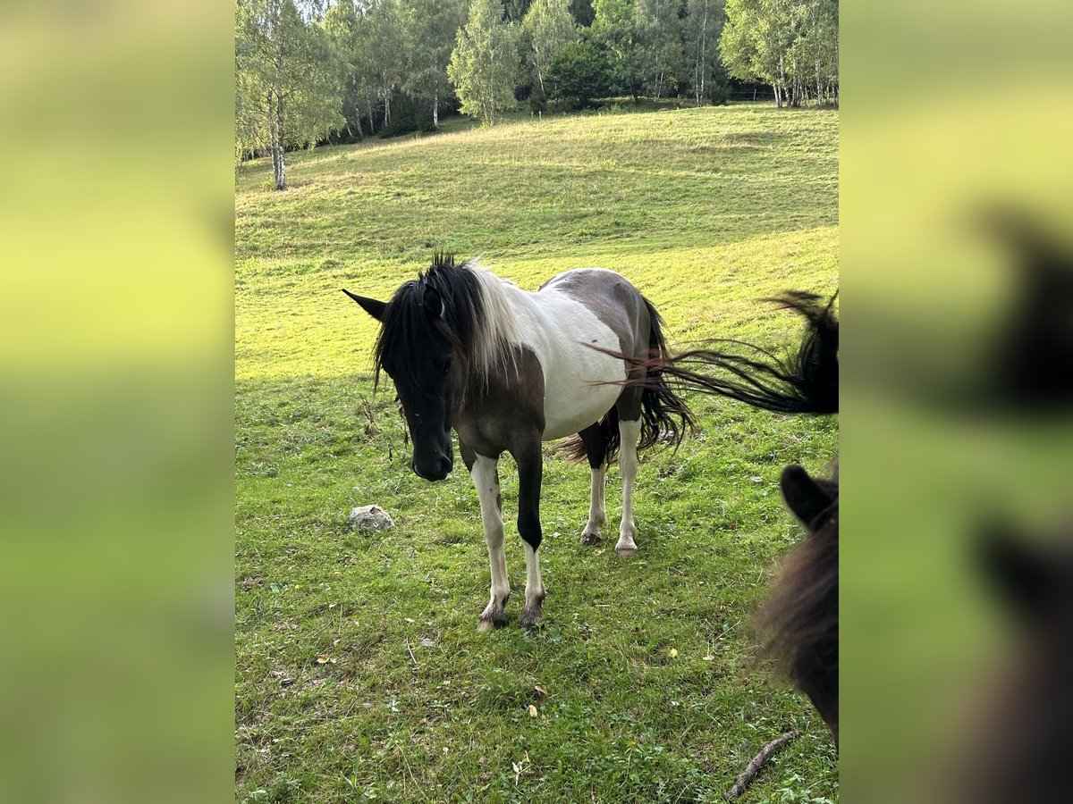 Konik Stute 2 Jahre 136 cm Schecke in Glödnitz