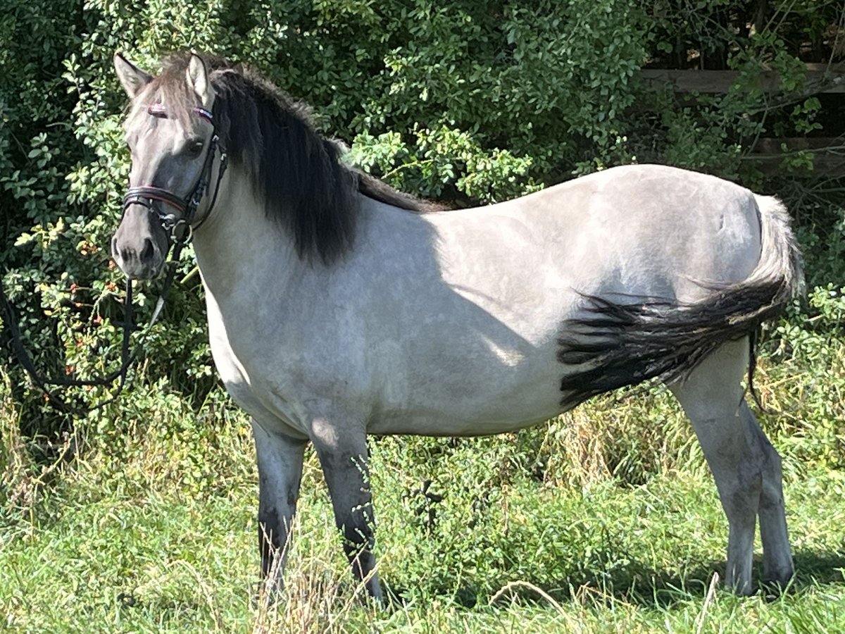 Konik Stute 3 Jahre 130 cm Grullo in Ursensollen