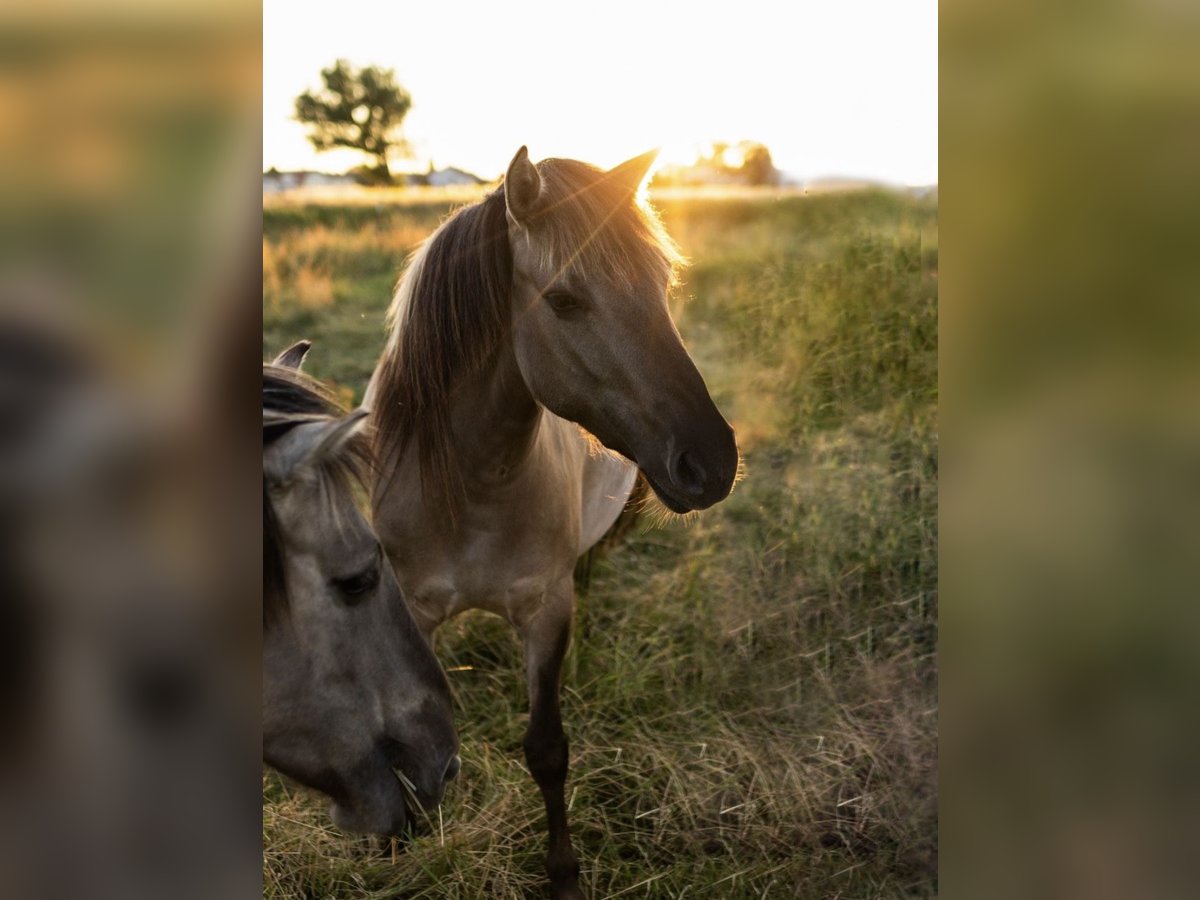 Konik Stute 5 Jahre 140 cm Grullo in Aichach