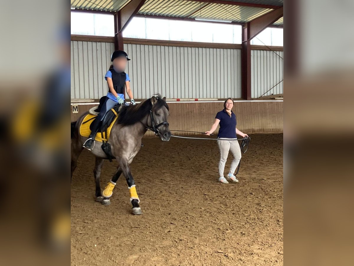 Konik Stute 6 Jahre 135 cm Falbe in Hatten