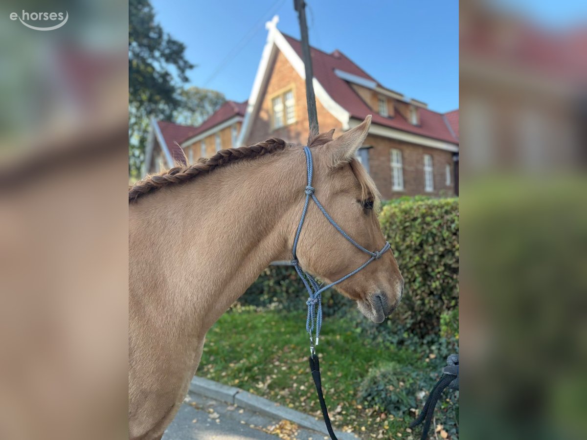 Konik, Stute in Eggermühlen