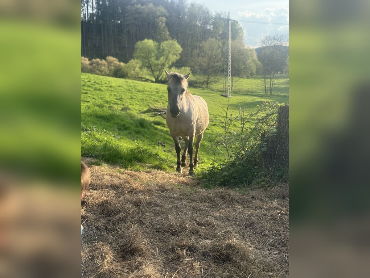 Konik Stute 8 Jahre 135 cm Falbe in ZweibrückenZweibrücken