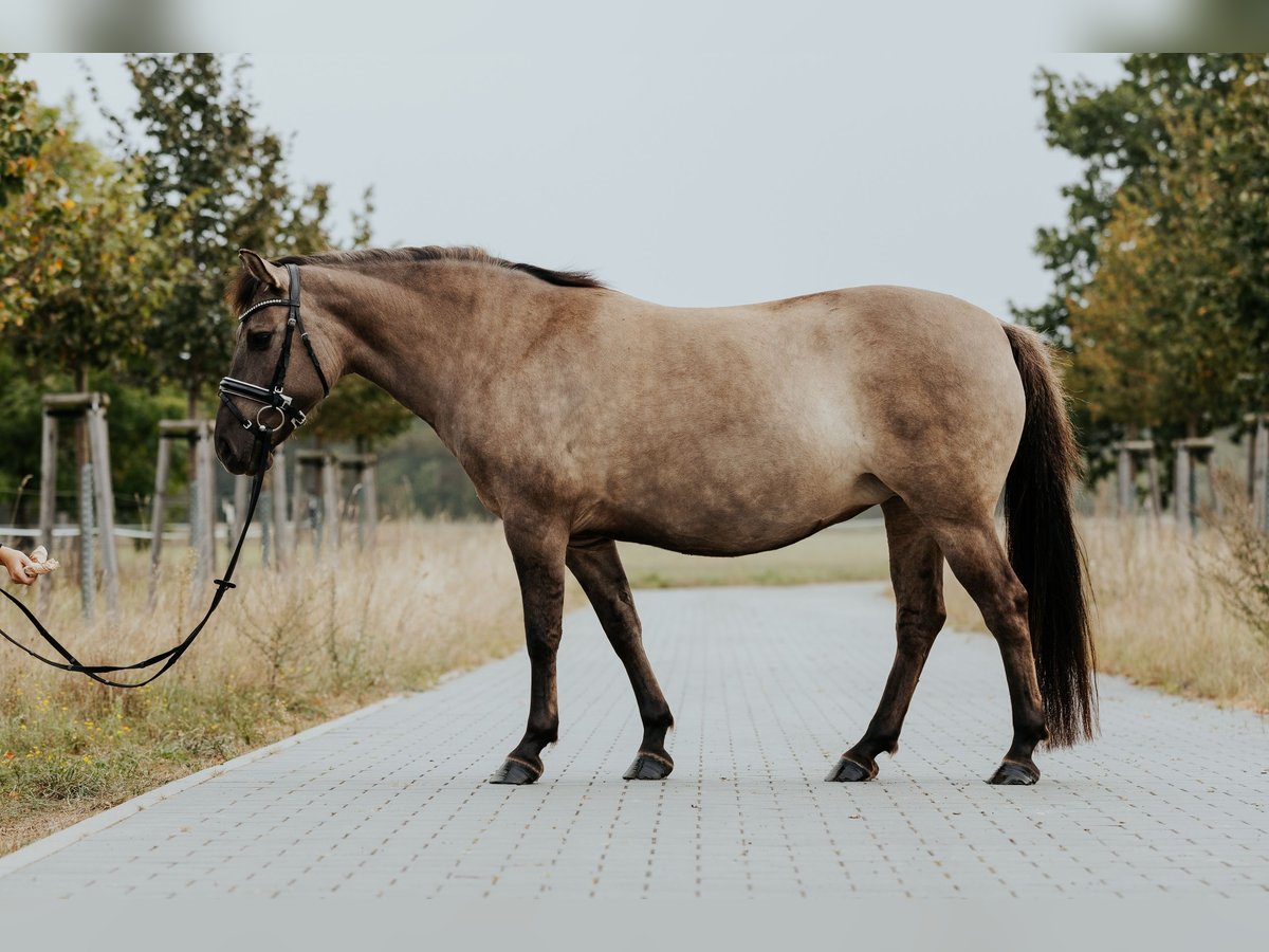 Konik Stute 9 Jahre 135 cm in L&#xF6;wenberger Land