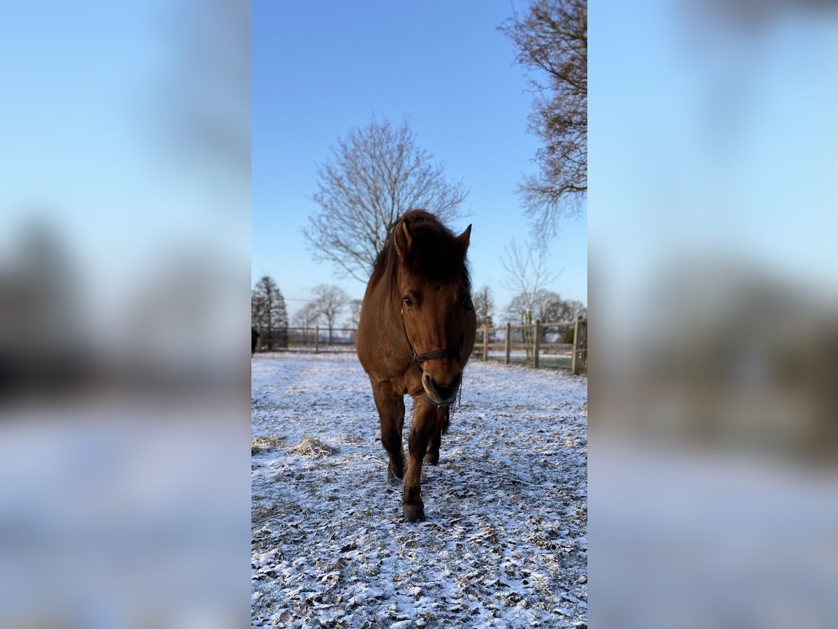 Konik Blandning Valack 15 år 126 cm Ljusbrun in Lastrup