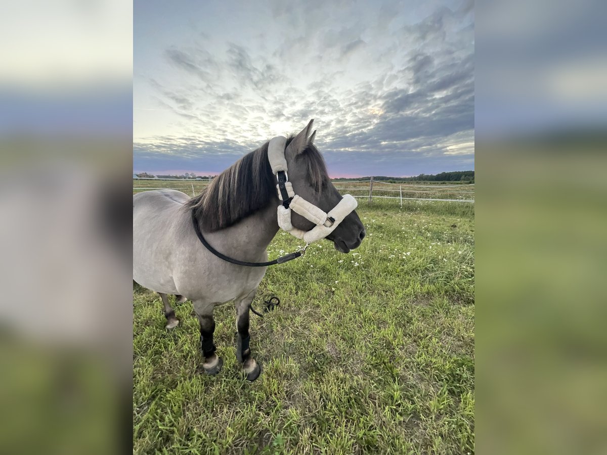 Konik Wallach 10 Jahre 138 cm Buckskin in Janowicze