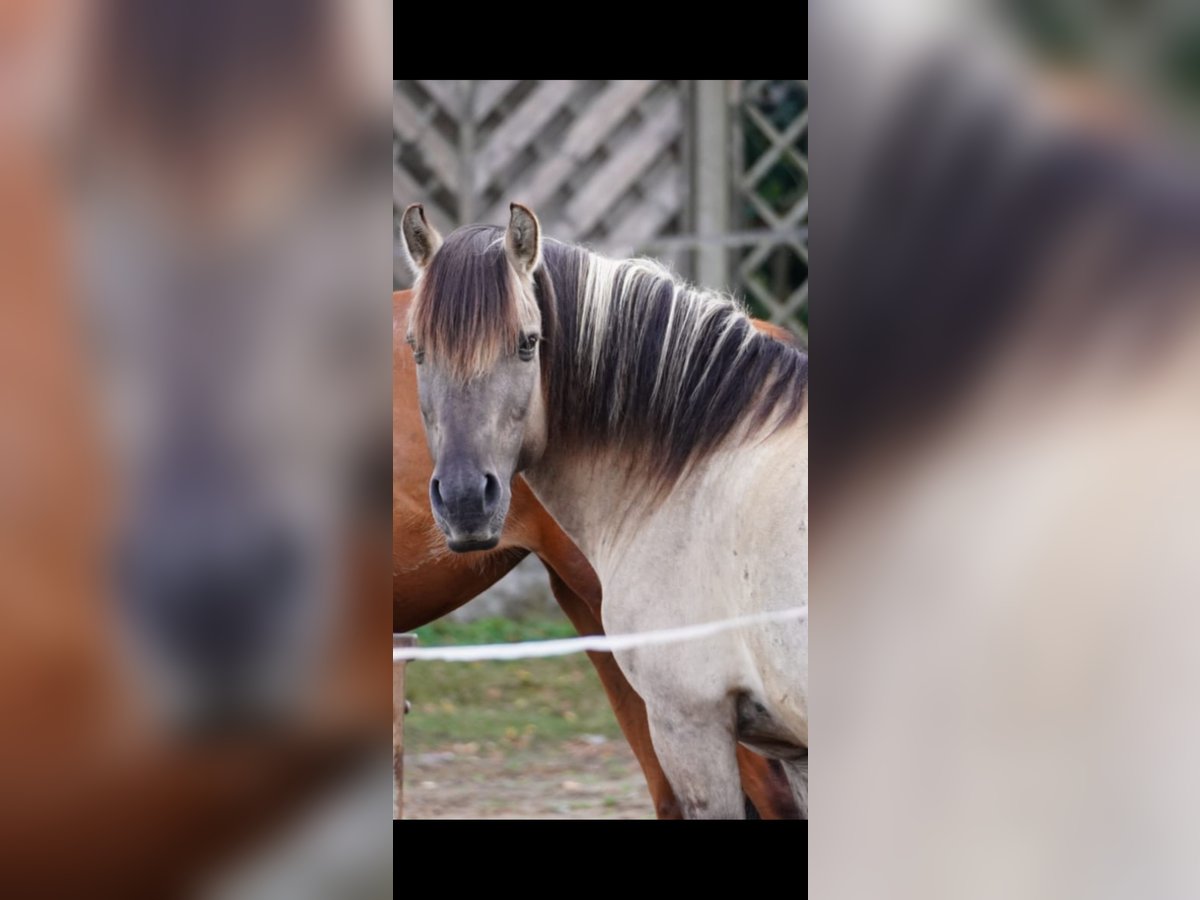 Konik Wallach 12 Jahre 135 cm Buckskin in Erlangen