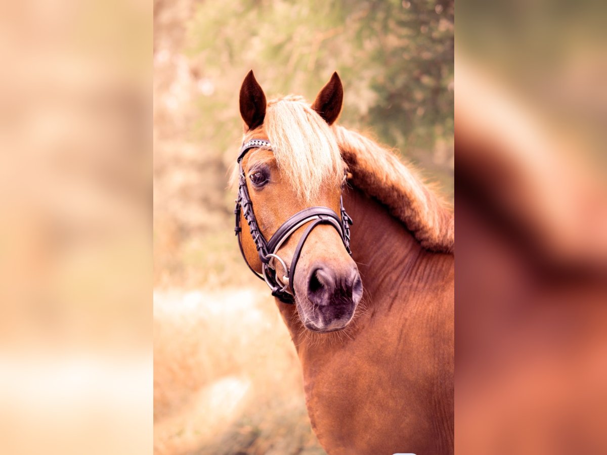 Konik Wallach 13 Jahre 128 cm Fuchs in Billerbeck