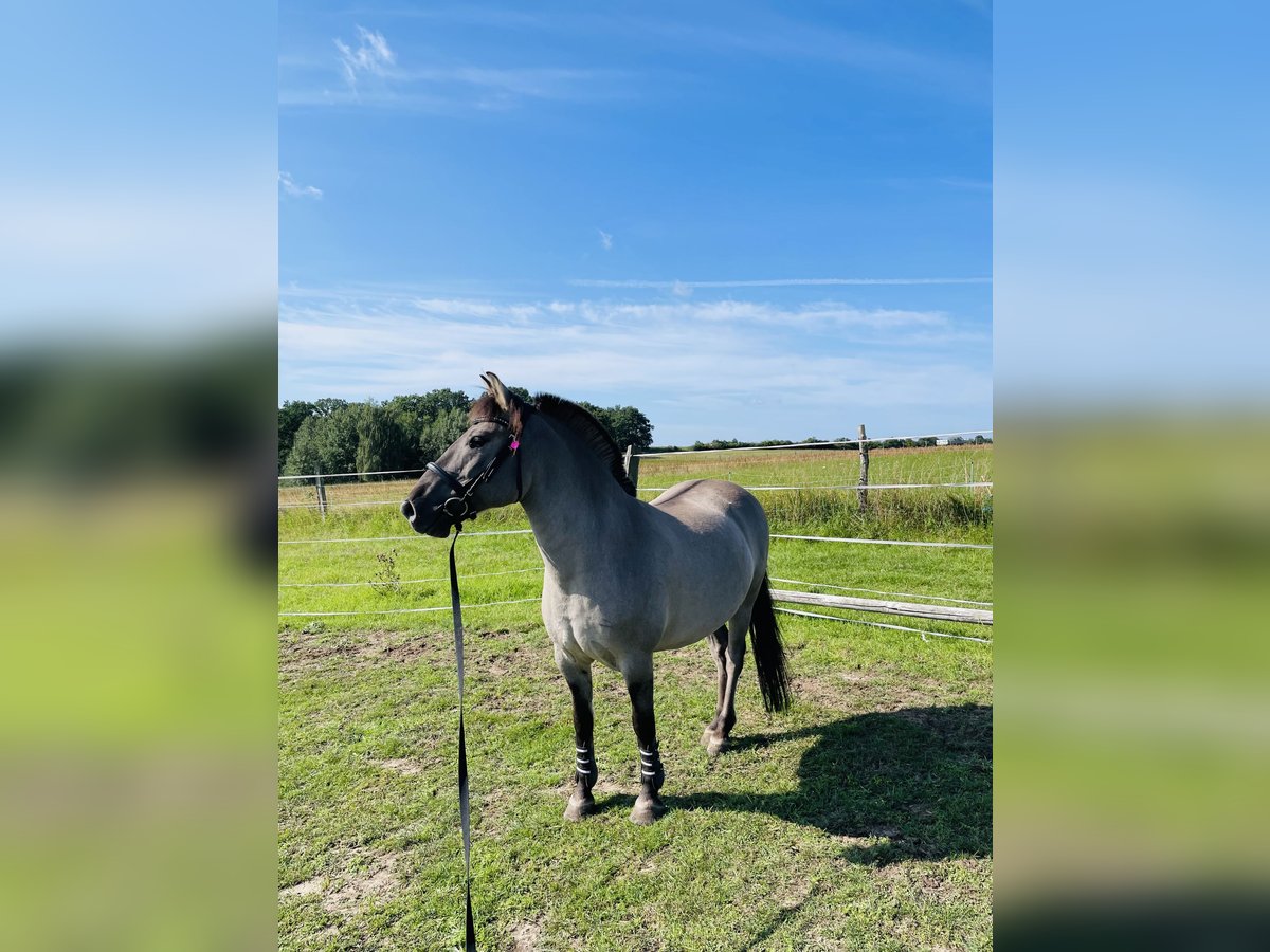Konik Wallach 13 Jahre 136 cm Falbe in Wiesenaue