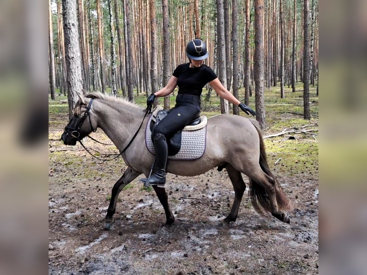 Konik Wallach 3 Jahre 140 cm Falbe in Forst