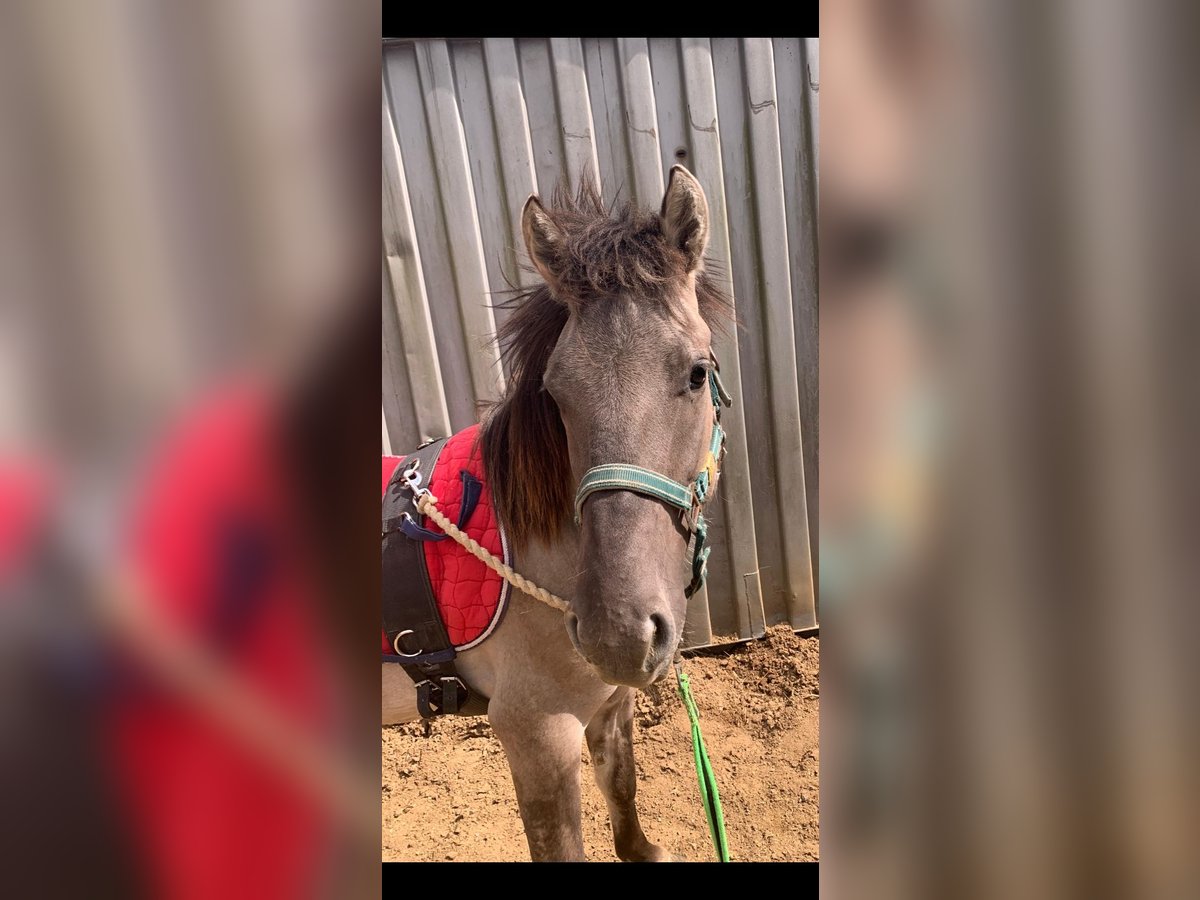Konik Wallach 4 Jahre 133 cm Falbe in Niederzier