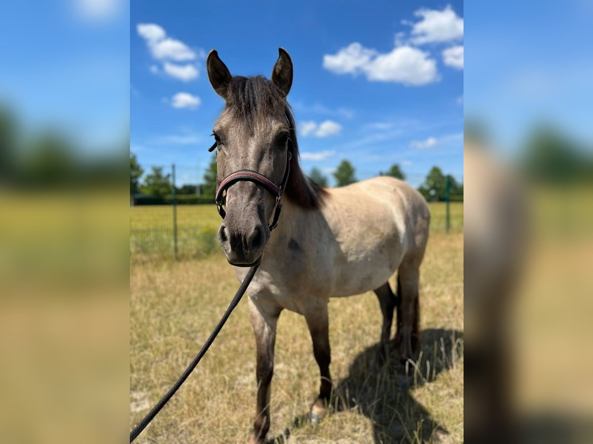 Konik Wallach 5 Jahre 130 cm Falbe in H&#xFC;rth