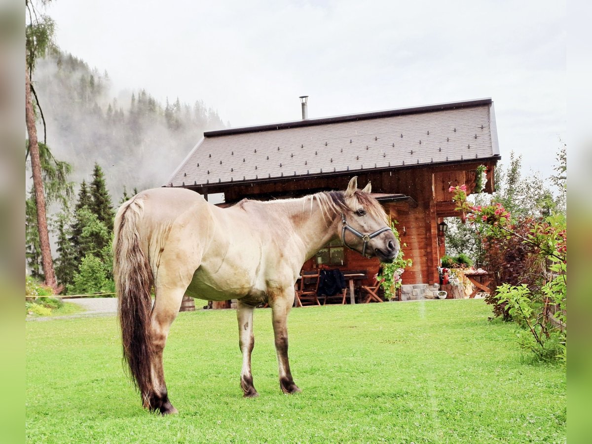 Konik Wallach 6 Jahre 142 cm in Grossarl