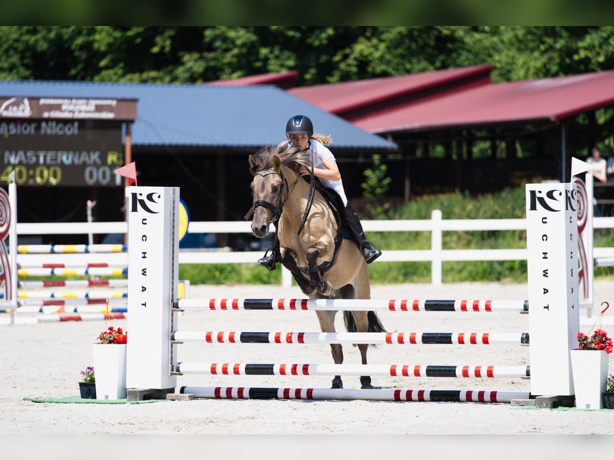 Konik Wallach 7 Jahre 148 cm in Pilzno