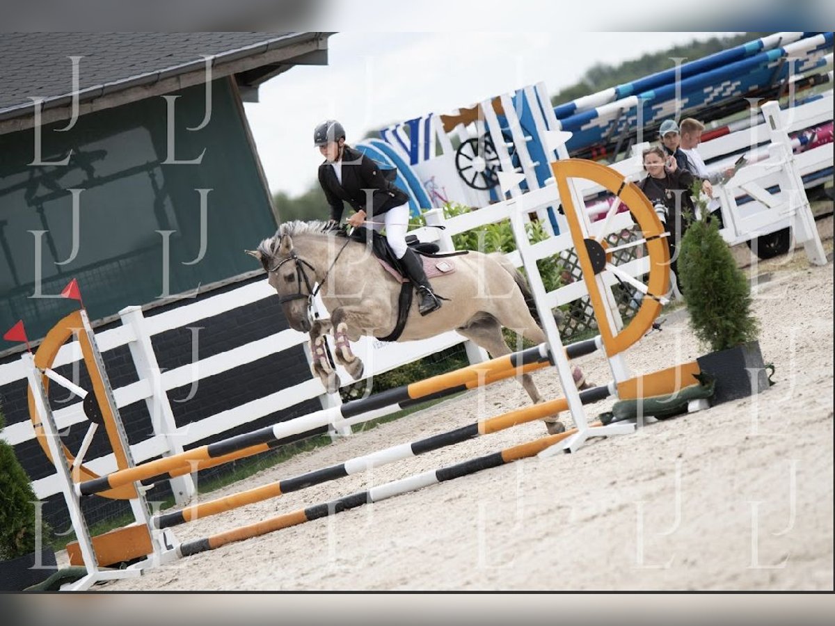 Konik Wallach 8 Jahre 141 cm in Bezrzecze