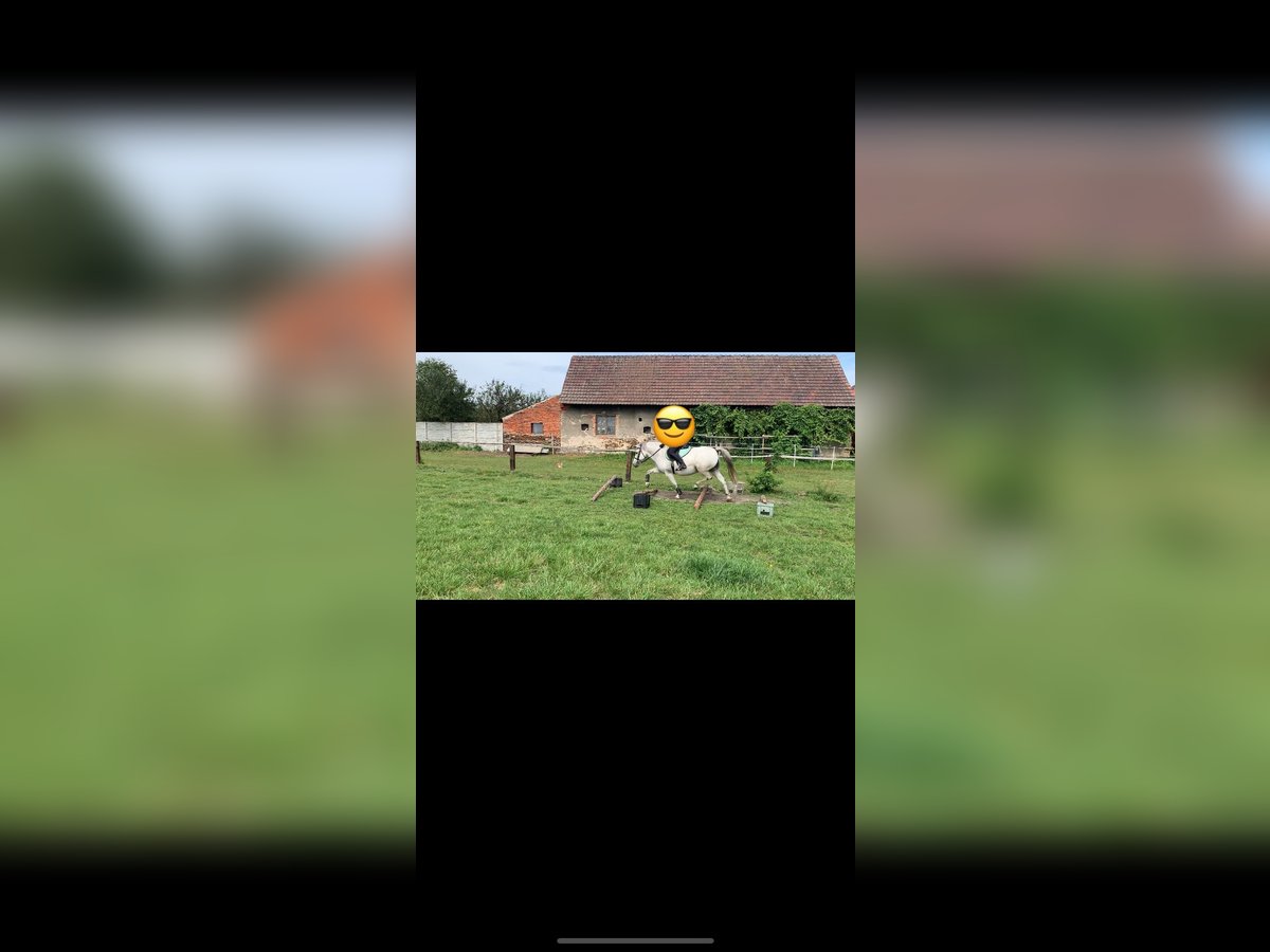 Konik Yegua 11 años 135 cm Tordo in W&#x119;dzina